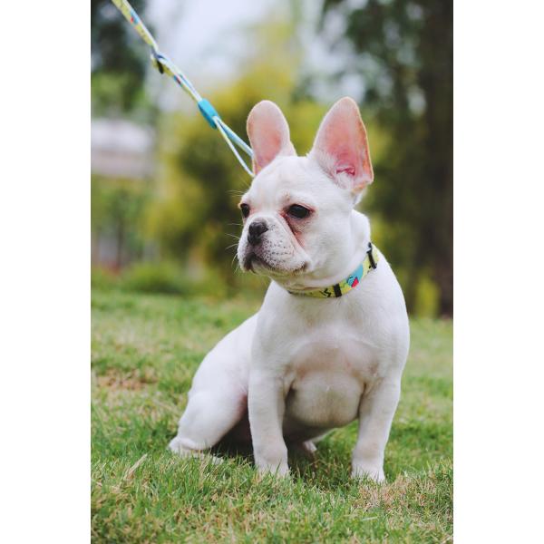 30m Sublimation Dog Leash