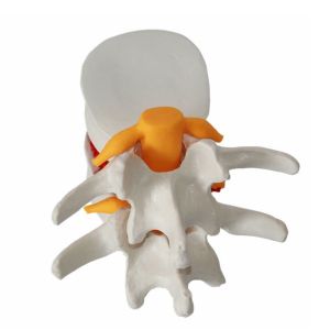 Vertebral Spine Lumbar Spine Models Skeleton For Medical Students