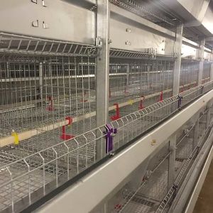 Rigid Q235 Steel Baby Chick Cage Multi Doors High Performance For Farm