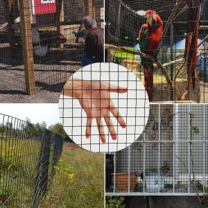 China Factory Direct Sale 1/4 Inch Galvanized Welded Wire Mesh Pvc Coated Welded