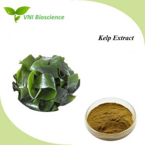 Quality Laminaria Plant Herbal Extract Kosher Polysaccharides Kelp Extract for sale