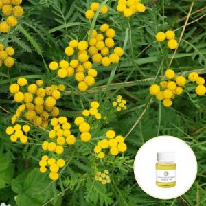 CAS 8016-87-3 Wholesale price Tanacetum annuum oil 100% pure natural organic