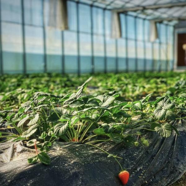 Efficient Hydroponic Growing System Glass Greenhouse