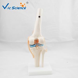 Medical Anatomical Ligament Plastic Knee Joint Anatomy Skeleton Model Of