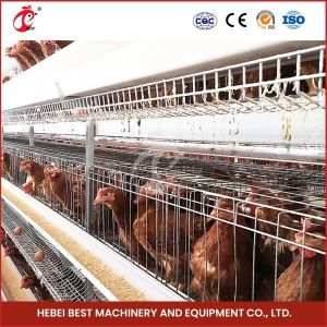 80-100kg Cage Weight H Shaped Automatic Chicken Chick Cage Automatic Chicken