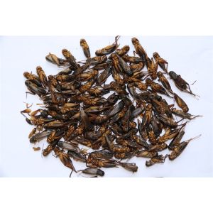 Quality Satisfy Your Pets Dietary Needs with High Protein Dried Crickets for sale