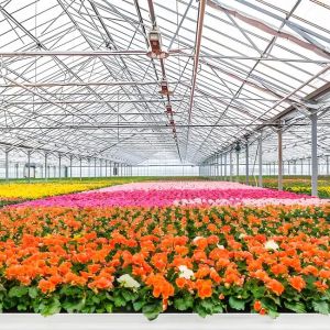 Polycarbonate Venlo Greenhouse for Flower With Shading Systems