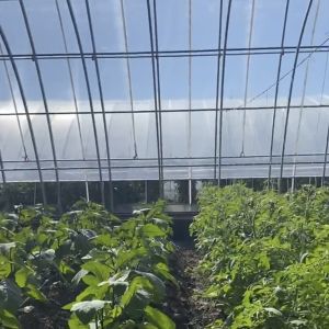 Commercial Aquaponics Sunlight Greenhouse for Customer Requirements JX-A00223