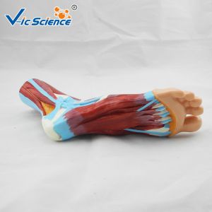 Laboratory Demonstrations Exhibitions 33cm Foot Anatomy Model