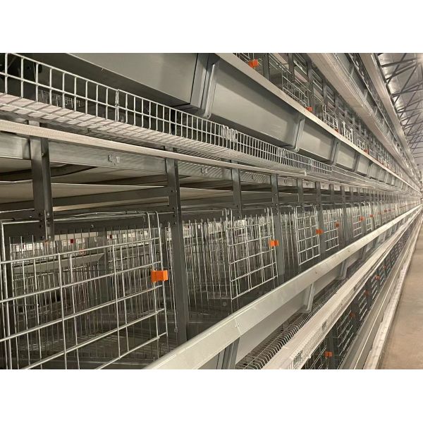 Buy Galvanized  Automatic H Type Layer Chicken Cage System Easy Daily Management at wholesale prices