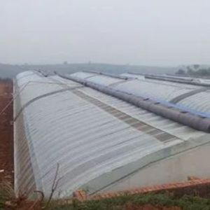 Tomato Farming Sunlight Greenhouse with Humidity Control and Temperature Control