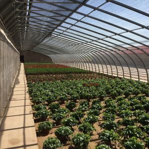 Single Layer Solar Greenhouse for Vegetable Growing Hydroponic System