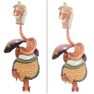 Display Blood Circulation Human Anatomy Model Includes Cardiovascular And