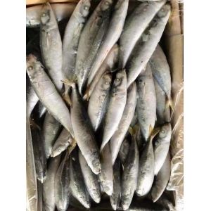 IFS 80-90 BQF Frozen Muroaji Fish For Bait
