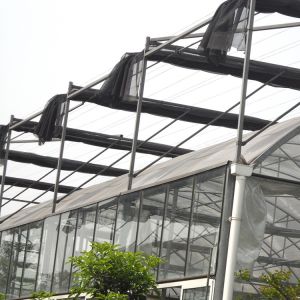 Grape Multi Span Greenhouse With Grape Trellising System To Malaysia