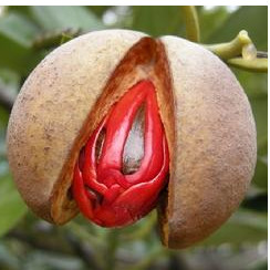 Buy 100% Nutural Nutmeg Extract myristicin 99% powder at wholesale prices