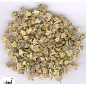 tribulus terrestris fruit extract manufacture supply Tribulus terrestris L.