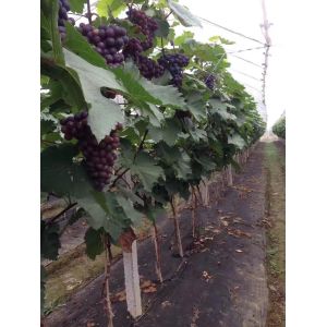 PP Non Woven Agriculture Horticultural Cover Hydrophilic Weed Control Mat