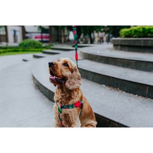 Polyester Watermelon Dog Harness For Freedom Walker Front Walking