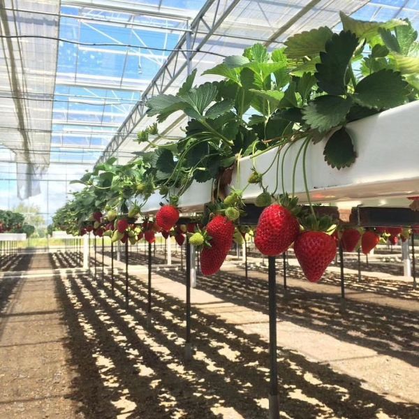 2 Meters PVC Pipe Hydroponic Channel for Growing Vegetables and Fruits in Greenhouses