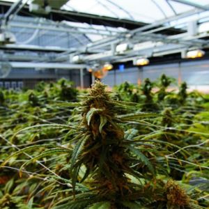 100% Automatic Blackout Greenhouse System Hot Dip Galvanized