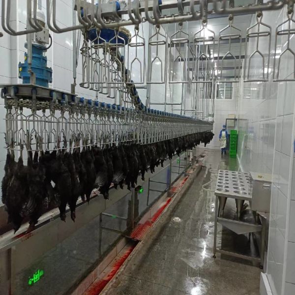 Buy Automatic Halal Poultry Slaughter Machine 500 bph Chicken Plucking Machine at wholesale prices