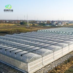 Customized Multi-Span Film Greenhouse for Hydroponic Tomatoes/Cucumbers/Peppers