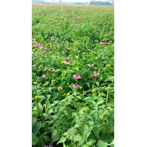 Quality high quality 4% Poly-phenols Echinacea Extract /echinacea extract echinacea echinace for sale