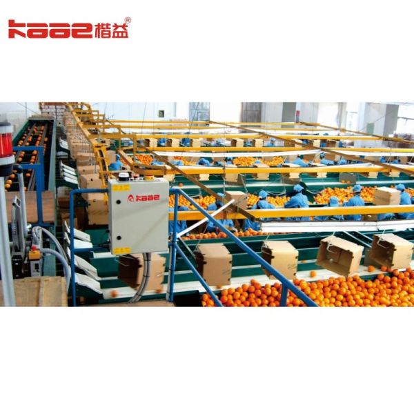 Quality Citrus pear Orange Juice SUS304 Automatic Fruit Sorting Machine adopting computer vision for sale