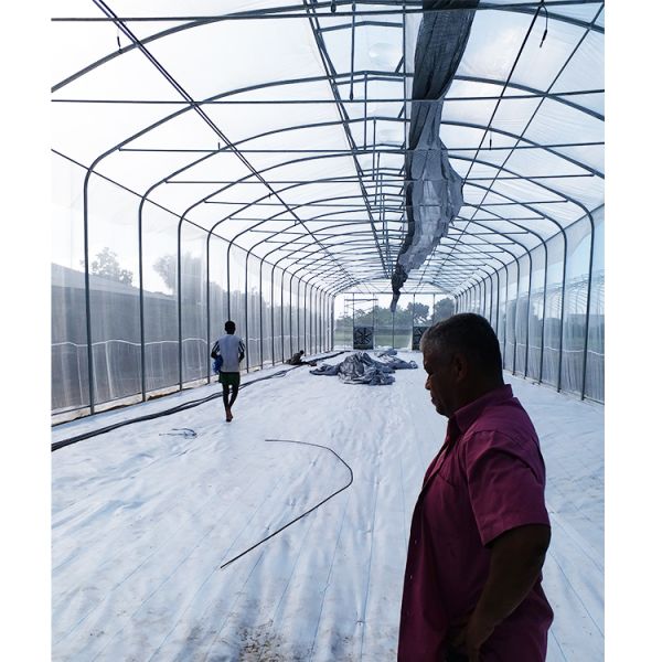 IGreen Length Strawberry Tropical Greenhouse 150/200micron Plastic Film Covering Material