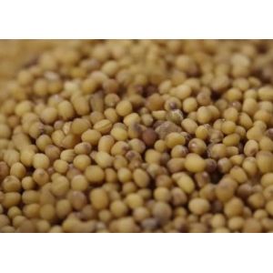 WENYAO High Precision Wheat Corn Grain Sorter Machine With Top Capacity