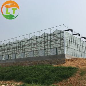 8m Transparent Glass Solar Greenhouse For Efficiently Produce Tomatoes