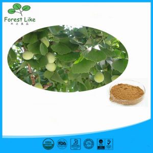 Professional Wholesales Chinese Natural Ginkgo Seed Extract