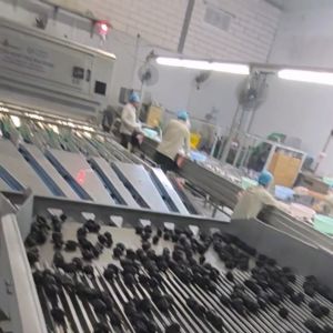 High-capacity Dates Sorting Machine With 8 lanes+10 outlets, 2.6 Tons per hour,