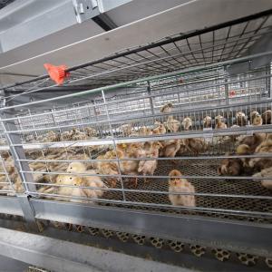 China Baby Chicken Galvanized Multi Poultry Broiler Cage Chicken Raising Automatic Breeding on sale