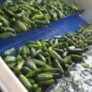 High Efficiency Canned Vegetable Production Line For Cucumber