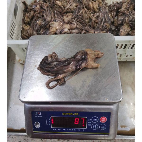 Buy BQF Frozen Giant Squid Head Squid Tentacles NW 60 - 120g at wholesale prices