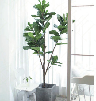 ODM 200cm Height Artificial Potted Floor Plants Fiddle Ficus