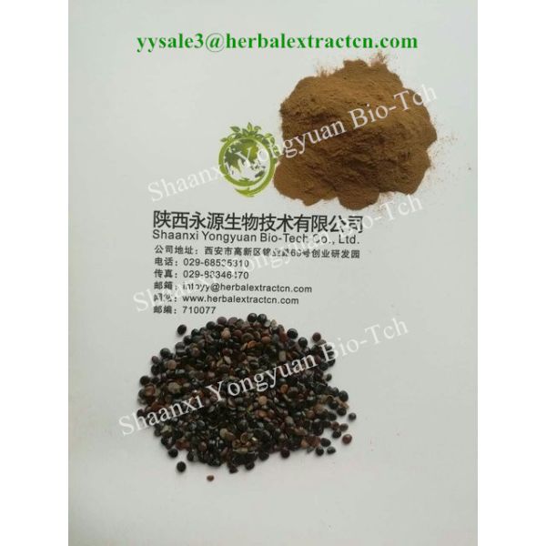 Buy Chinese herbal extract manufacture, natural herb beverage ingredients, Oriental Raisin Tree Extract,  for drunkenness at wholesale prices
