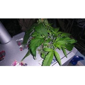 Konb Dimmer ETL 4000K 400 Watt LED Grow Lights