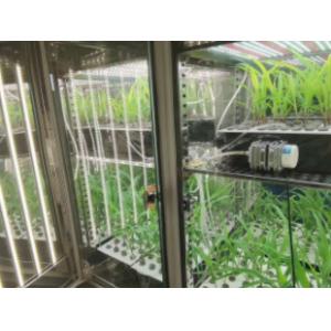 Plant Growth Chamber Artificial Climate Seed Germination Machine Plant Growth