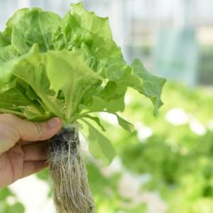 Origin Multi-Span Film Greenhouse for Easy Installation and Maintenance