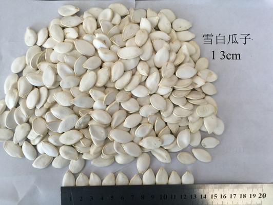 Buy 99% Purity Roasted Pumpkin Seed at wholesale prices
