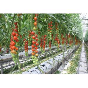 China Strong Structure Multi Span Greenhouse , Plastic Tomato Greenhouse Section 4m on sale
