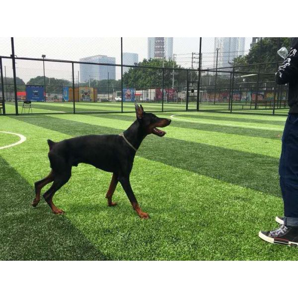 Buy Stem Shape Weaving Technique Artificial Grass with Effective Drainage System at wholesale prices