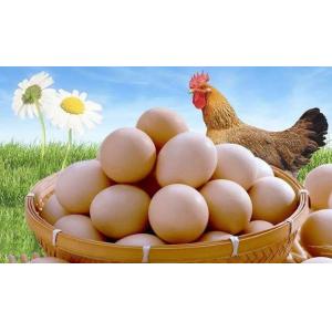 Laying Hens Peptides Probiotics Premix Poultry Feed Supplement