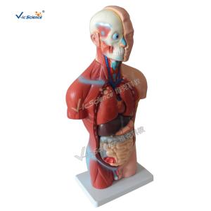 China Bilological Human Torso Anatomy Model 42cm Sexless Torso 18 Parts on sale