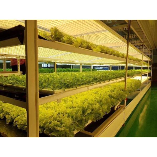 IBoard 120 AC100V Dimmable LED Grow Lights 4