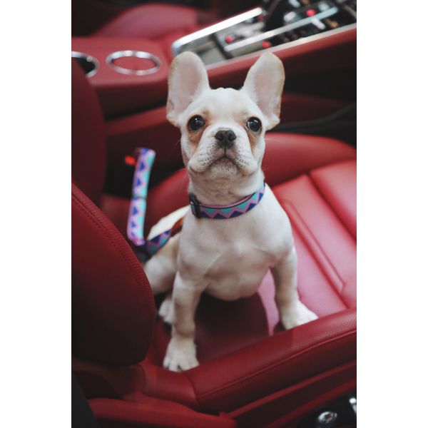 Anti Shock Dog Seat Belt For Back Of Suv Jeep Wrangler Boot