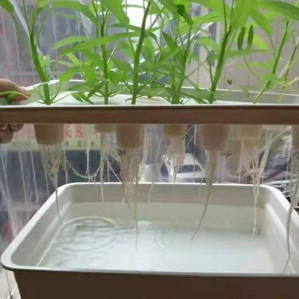 Buy Customized Hydroponic Deep Water Culture System For Medical Plants at wholesale prices